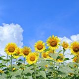 夏季休業のお知らせ
