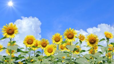夏季休業のお知らせ